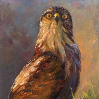 Buizerd